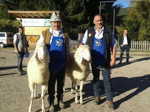 Schaf-und-Ziegenausstellung-des-SZV-Mölten-1