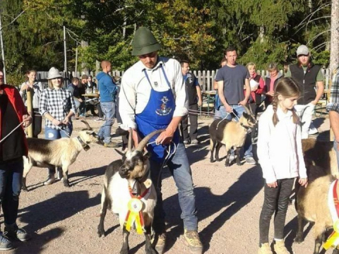 Schaf-und-Ziegenausstellung-des-SZV-Mölten-10