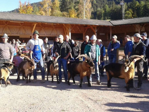 Schaf-und-Ziegenausstellung-des-SZV-Mölten-2