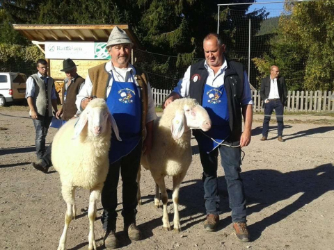 Schaf-und-Ziegenausstellung-des-SZV-Mölten-3