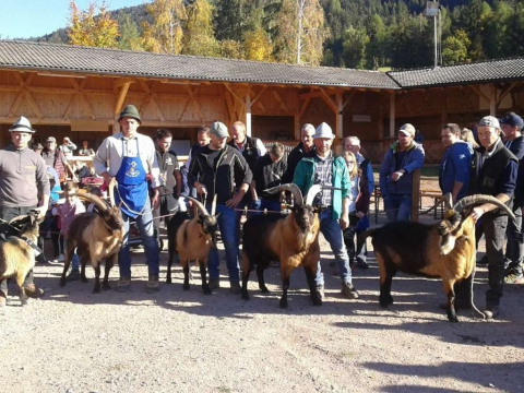 Schaf-und-Ziegenausstellung-des-SZV-Mölten-4