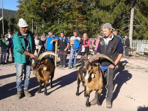 Schaf-und-Ziegenausstellung-des-SZV-Mölten-5