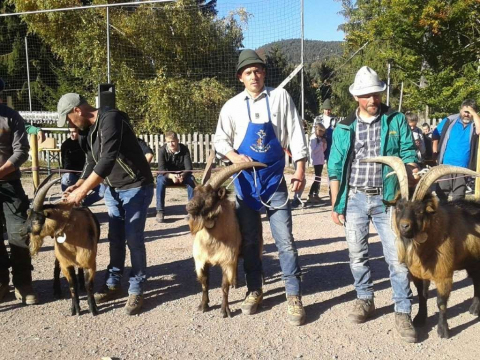 Schaf-und-Ziegenausstellung-des-SZV-Mölten-7